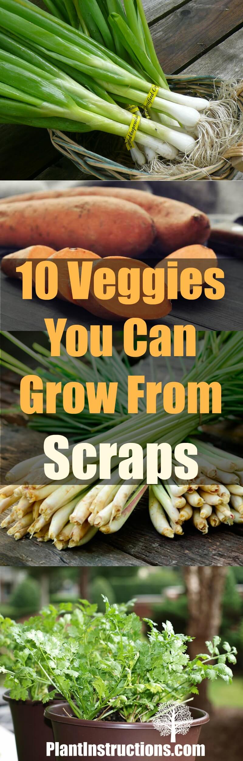 veggies you can grow from scraps