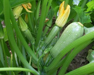 zucchini in a garden