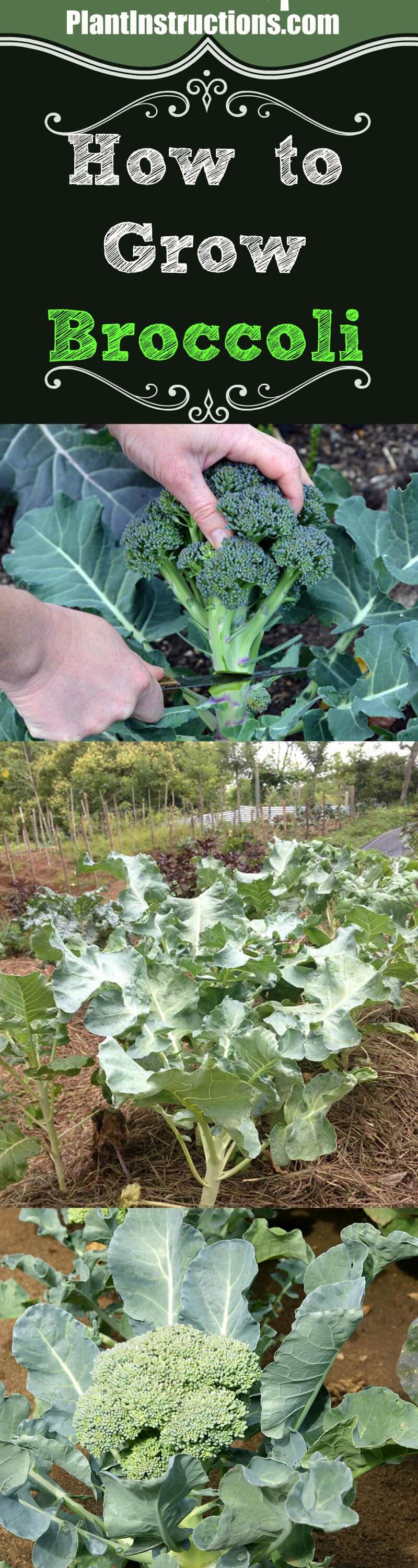 Grow Broccoli