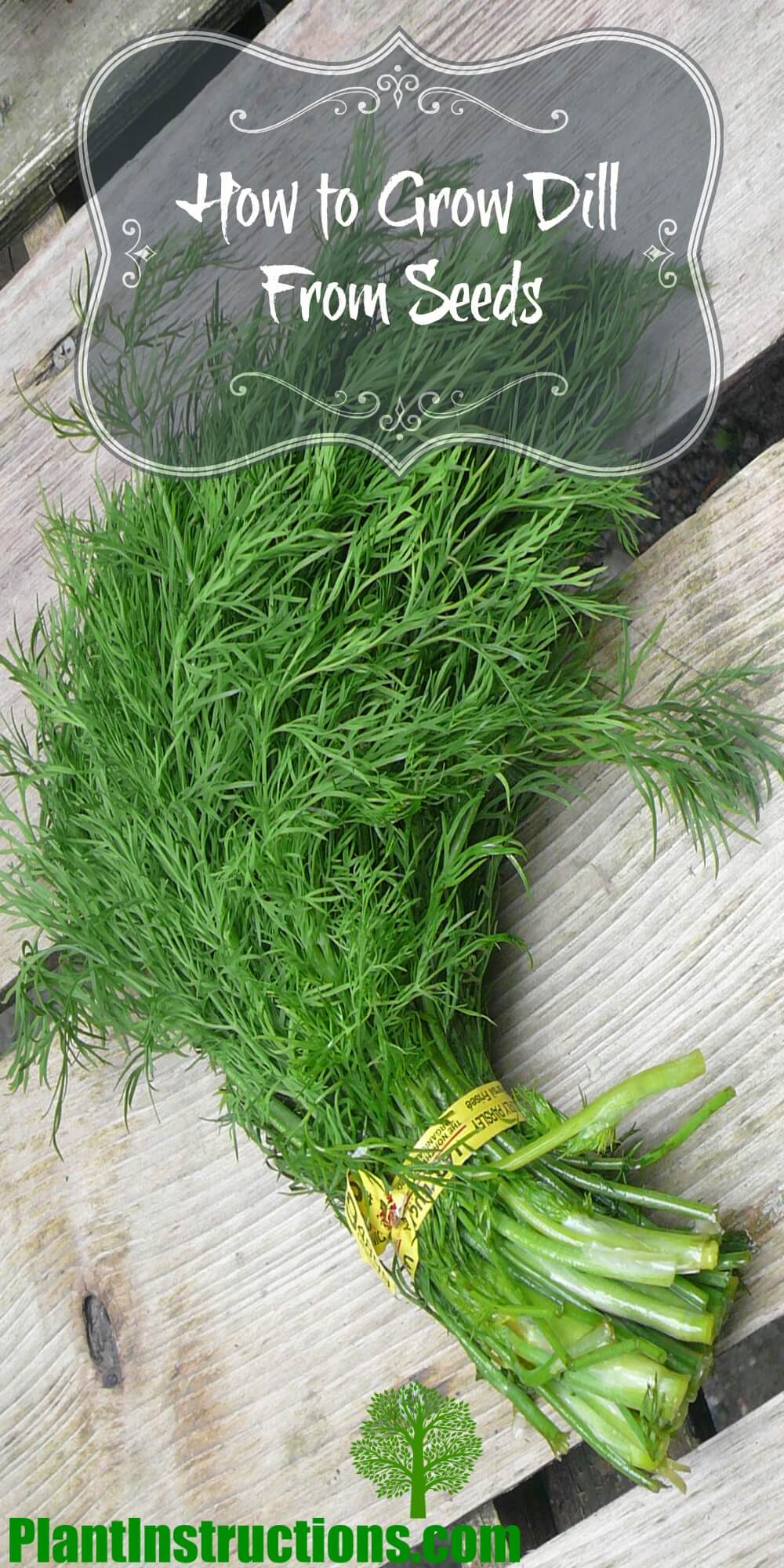 Grow Dill From Seeds