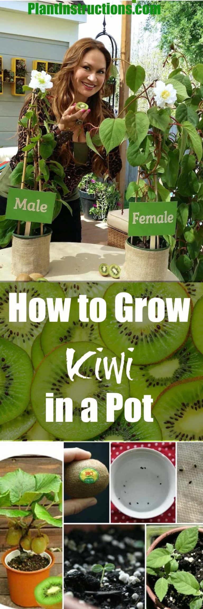 How To Grow Kiwi Plant In A Pot - Plant Instructions