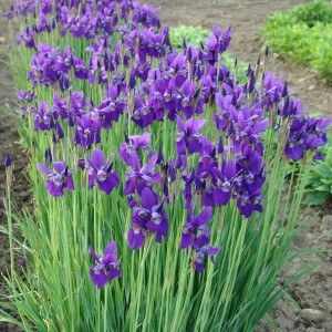 Siberian iris