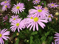 asters