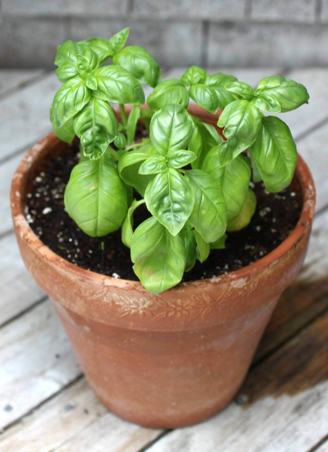 How to Grow Basil Indoors Plant Instructions