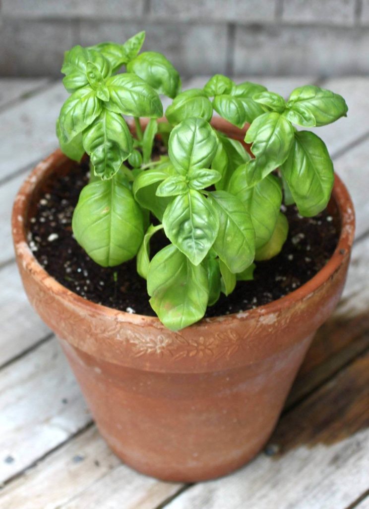 basil in a pot