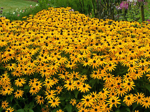 black eyed susan