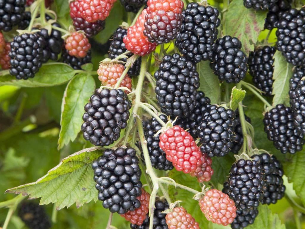 blackberries