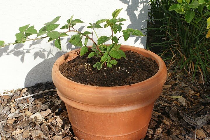 how to grow blackberries from cuttings