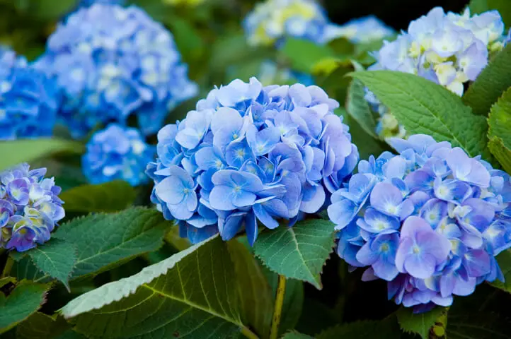 blue hydrangeas