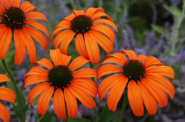 coneflowers