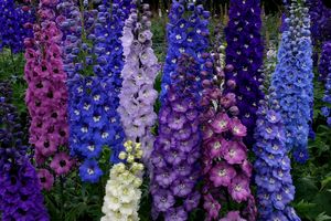 delphinium