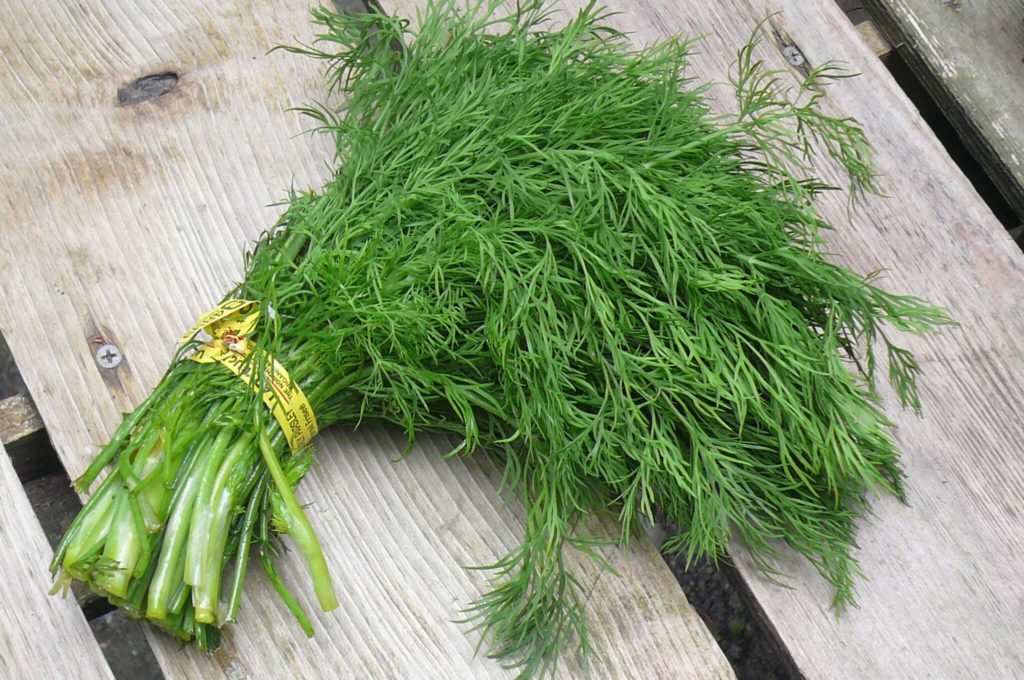 dill plant