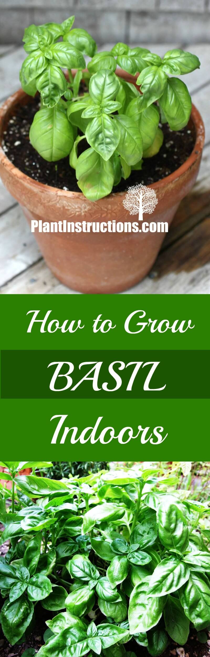 How to Grow Basil Indoors - Plant Instructions