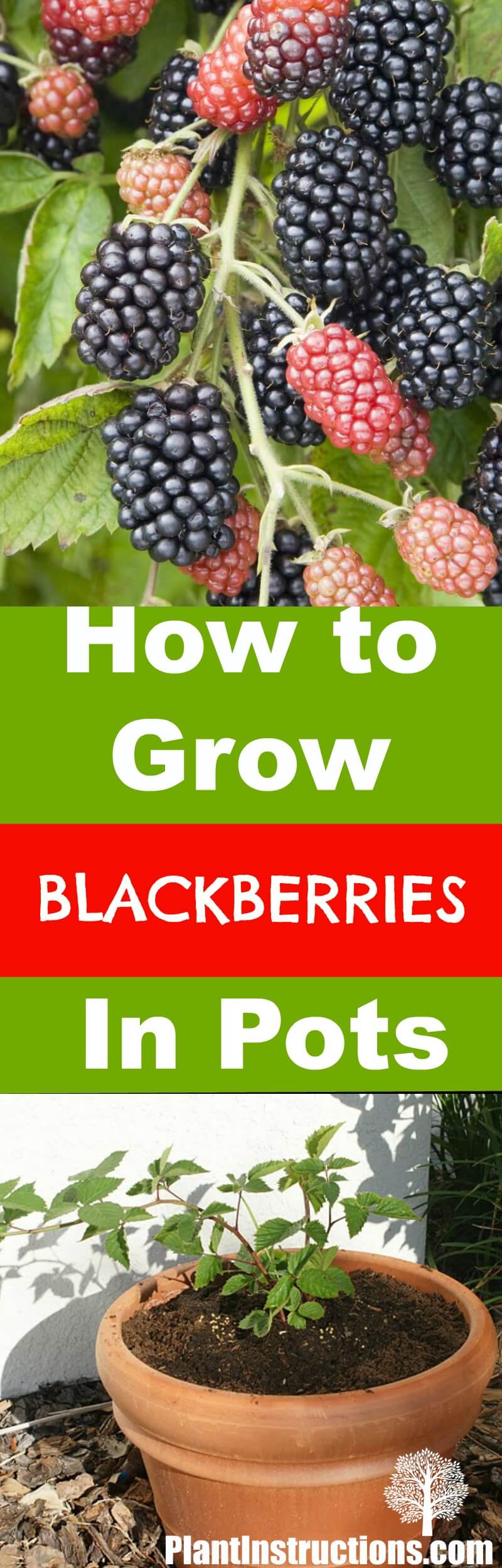 grow blackberries in pots