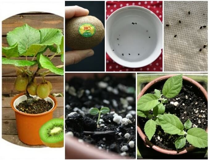 grow kiwi from seed