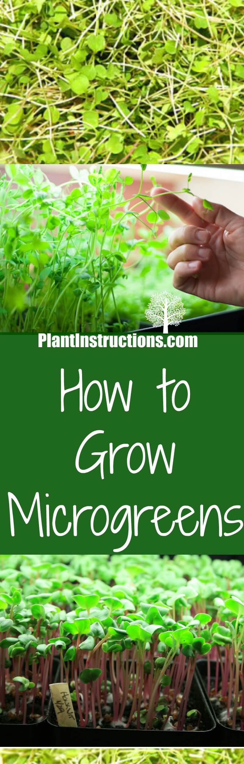 microgreens grow planting happy