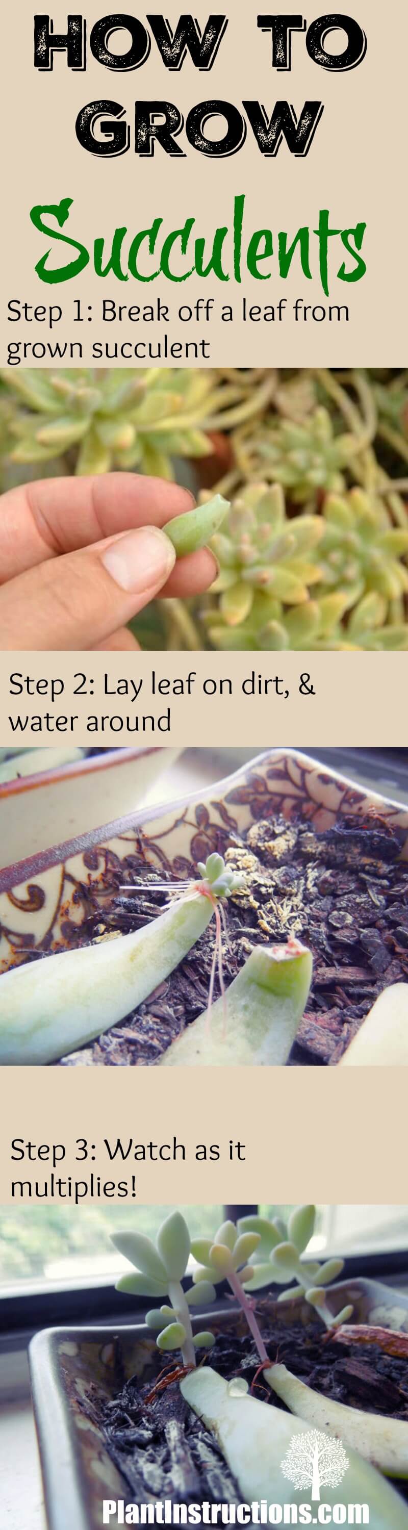 grow succulents