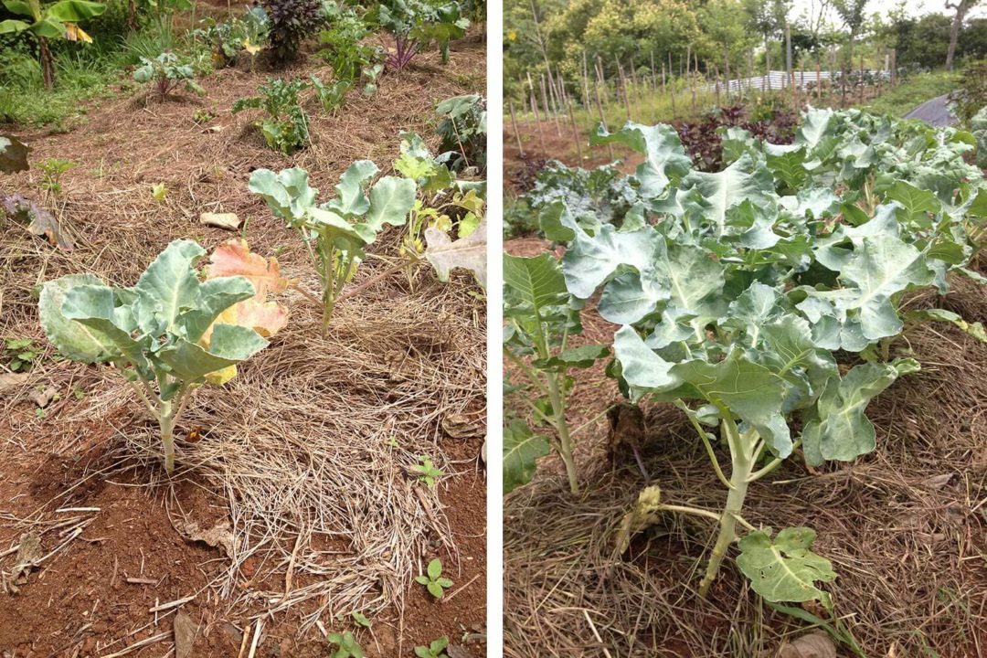 How to Grow Broccoli From Seeds Plant Instructions