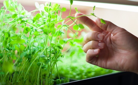 how to grow microgreens without soil