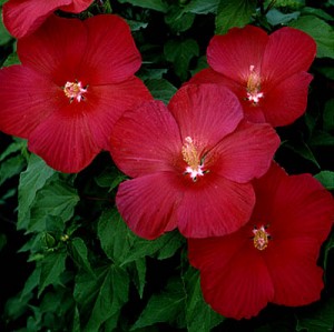 hibiscus