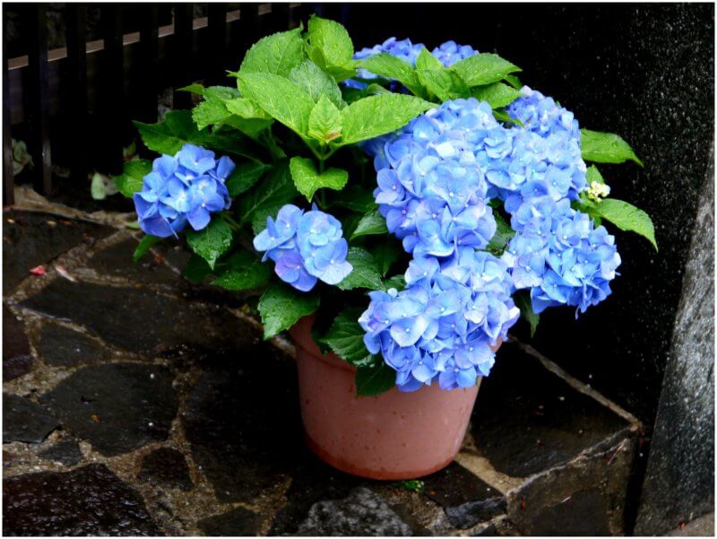 hydrangeas in pot