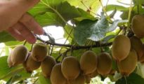 How to Grow Kiwi Plant in a Pot