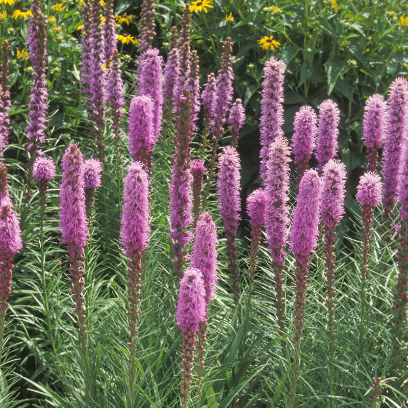 liatris