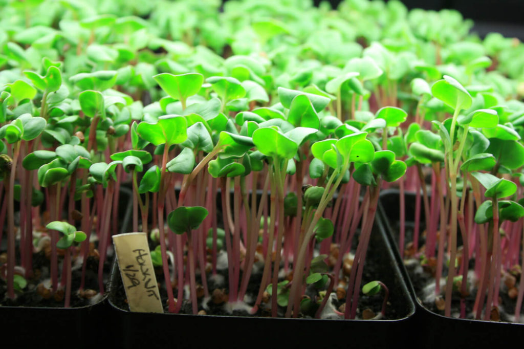 microgreens