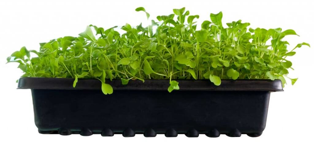 microgreens in containers