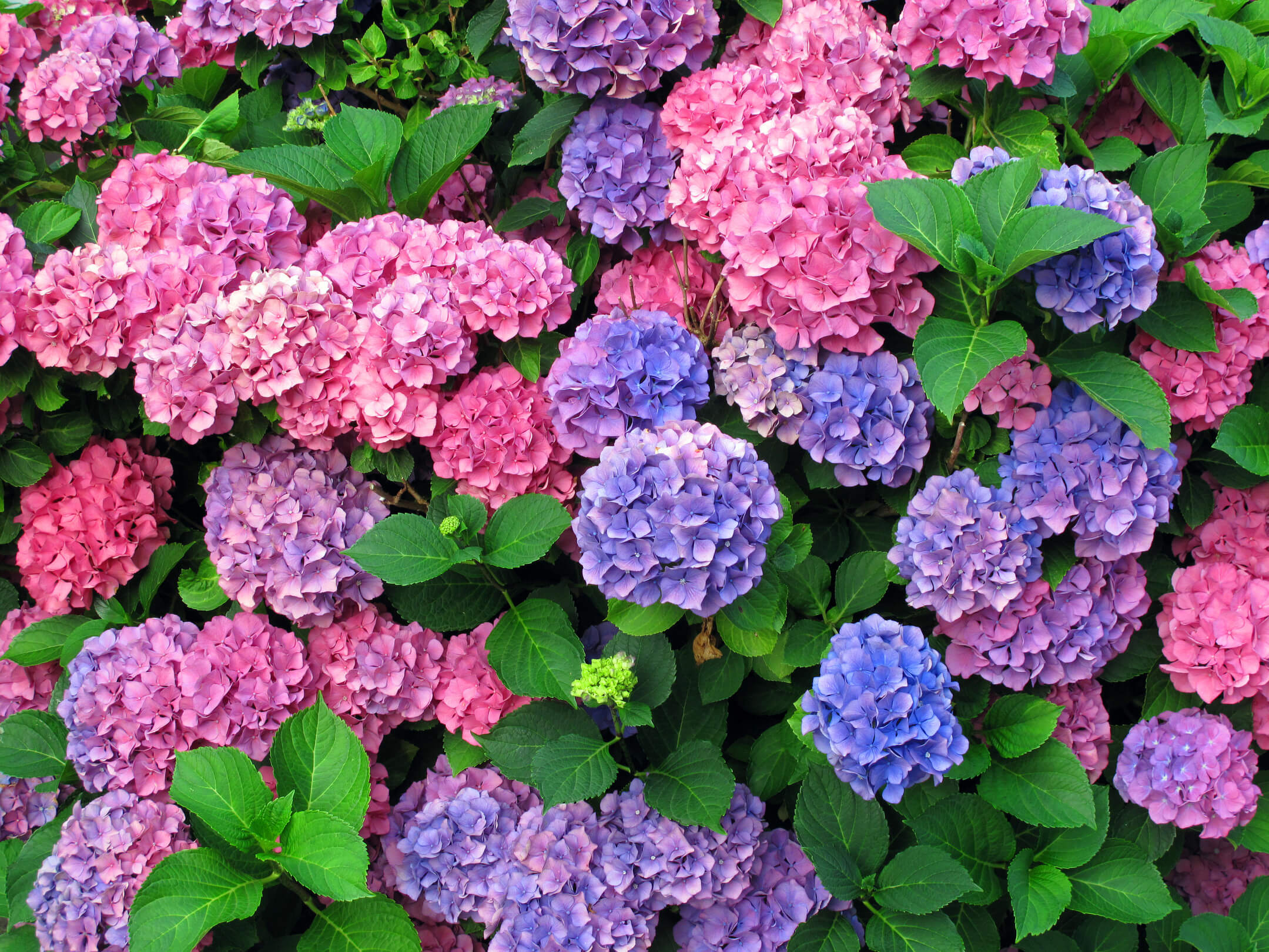 multi colored hydrangeas