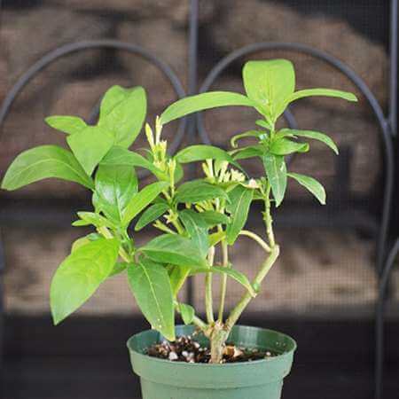 night blooming jasmine in pot