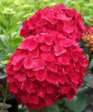 How To Grow Hydrangeas - Plant Instructions