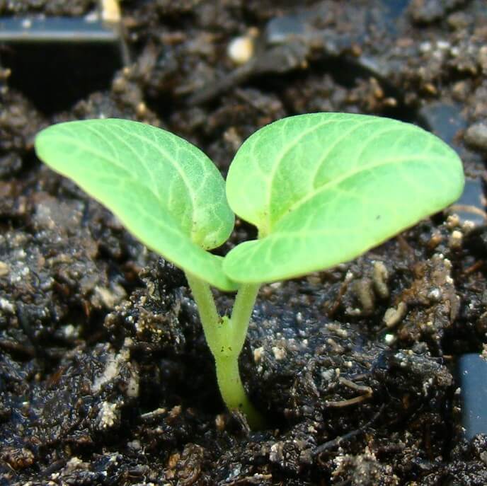 seedling