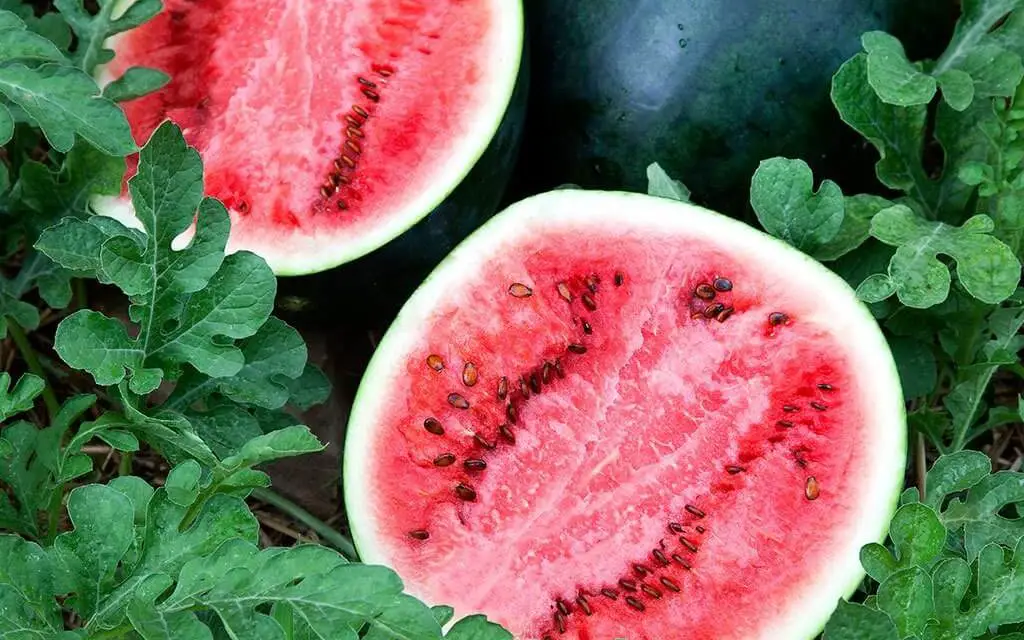  How To Grow Watermelon From Seeds Plant Instructions