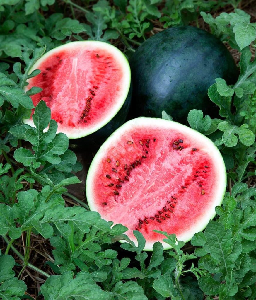 How do you plant watermelon seeds information