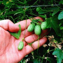 watermelon plantinstructions