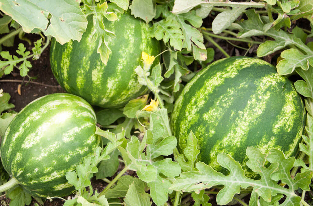 watermelon plant