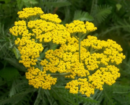 yarrow