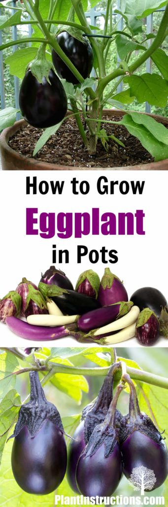 Grow Eggplant in Pots