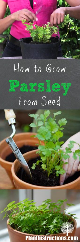 How To Grow Parsley From Seed Plant Instructions 7586