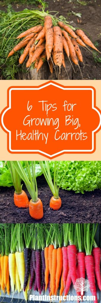 Growing Carrots