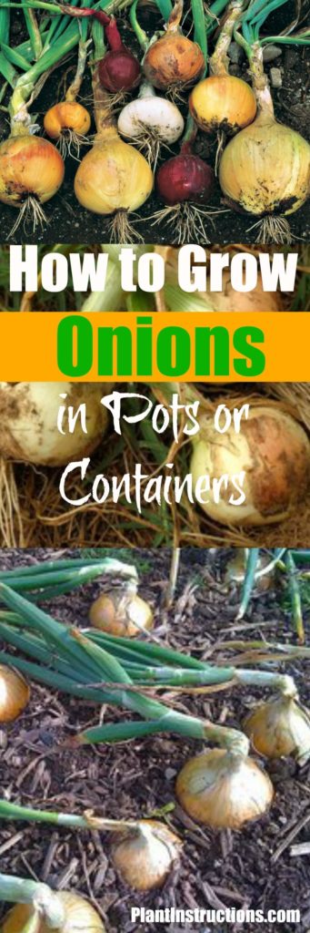 How to Grow Onions