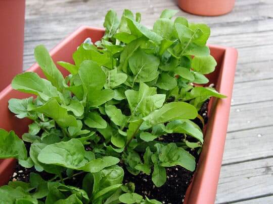 arugula in pot