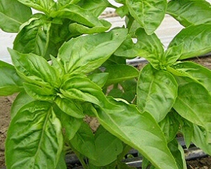 basil 300x240