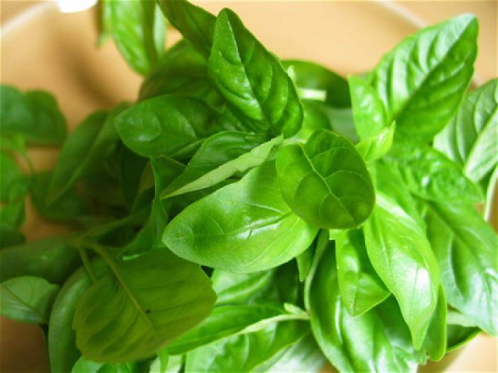 basil plant