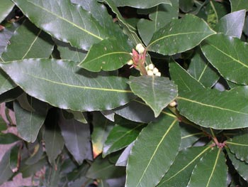 bay laurel