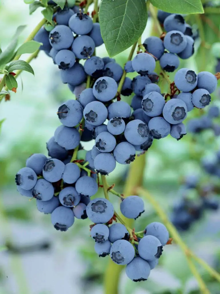 how to grow blueberries in a pot or in your garden - plant