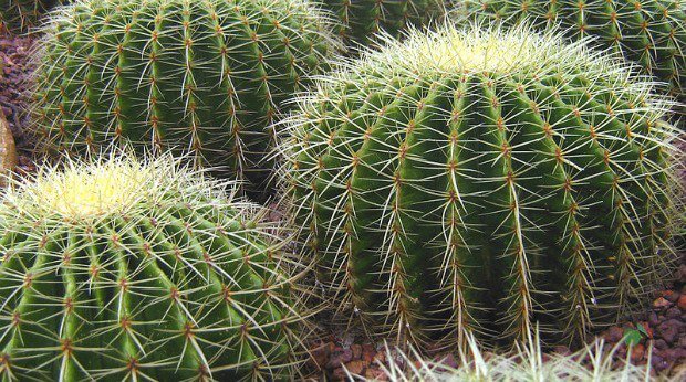 How to Grow a Cactus