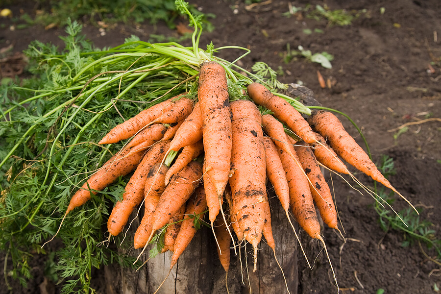 carrot harvest