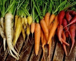 carrots 300x240